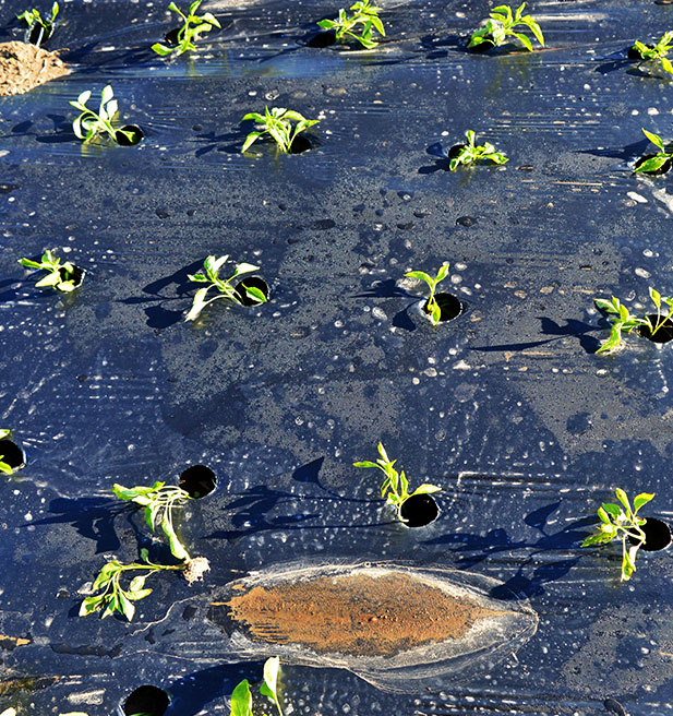 Agriculture & Mulch Films